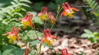 Wild Columbine