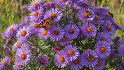 New England Aster