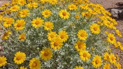 Desert Marigold