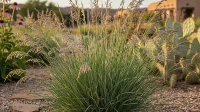 Blue Grama Grass