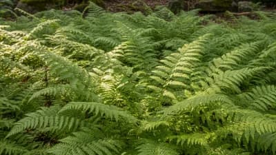 New York Fern