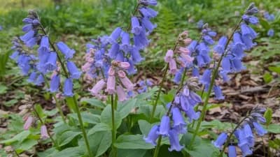 Virginia Bluebells