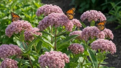 Swamp Milkweed