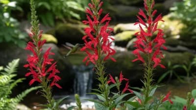 Cardinal Flower