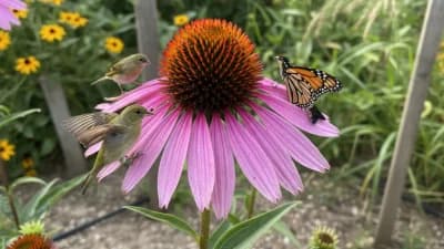 Purple Coneflower