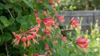 Coral Honeysuckle