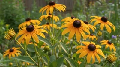 Black-Eyed Susan