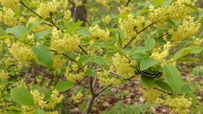 Spicebush