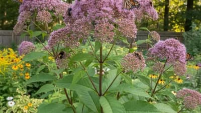 Joe Pye Weed