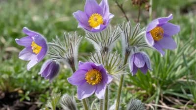 Pasque Flower