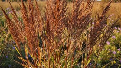 Big Bluestem