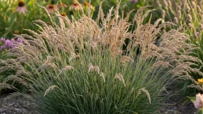 Blue Grama Grass