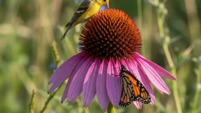 Purple Coneflower