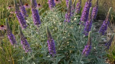 Leadplant