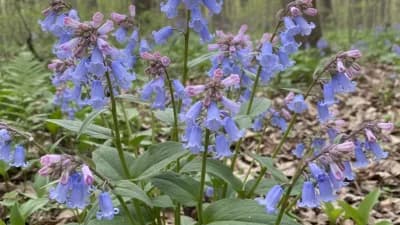 Virginia Bluebells