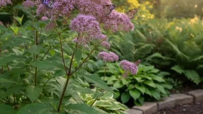 Joe Pye Weed