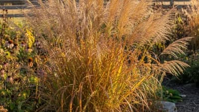 Switchgrass