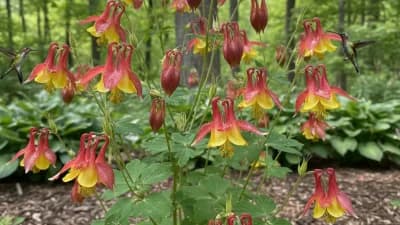 Wild Columbine