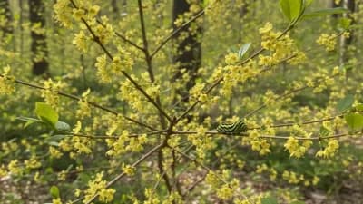 Spicebush