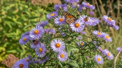New England Aster