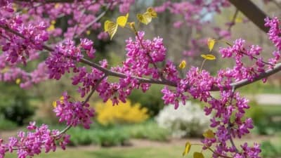 Eastern Redbud