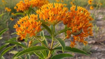 Butterfly Milkweed