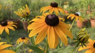 Black-Eyed Susan