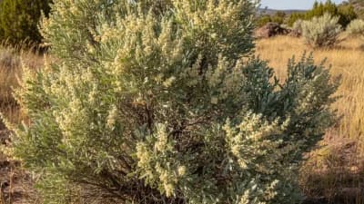 Big Sagebrush