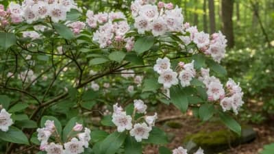 Mountain Laurel