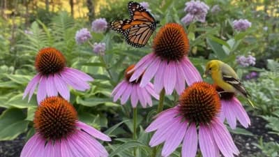 Purple Coneflower