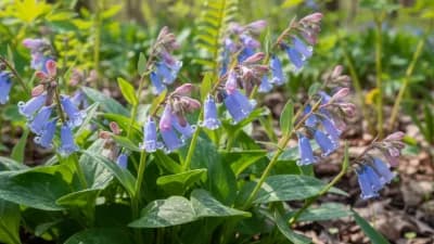Virginia Bluebells