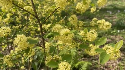 Spicebush