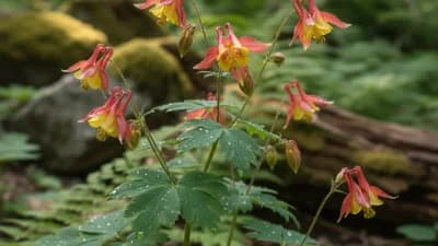 Wild Columbine