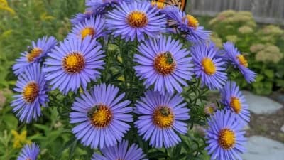 New England Aster