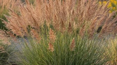 Switchgrass