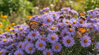 New England Aster