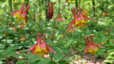 Wild Columbine