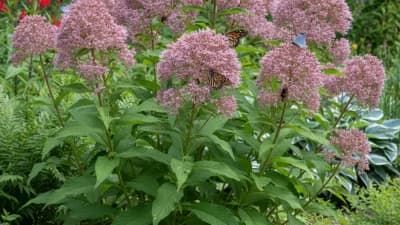 Joe Pye Weed