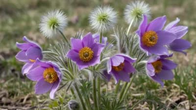 Pasque Flower