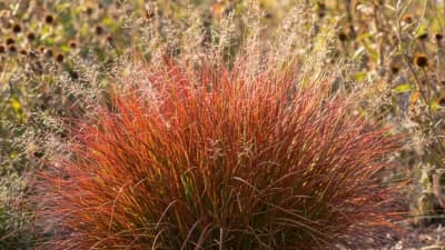 Little Bluestem