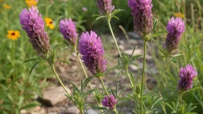 Purple Prairie Clover