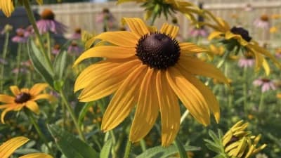 Black-Eyed Susan