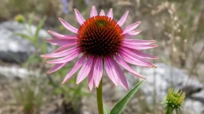 Tennessee Coneflower