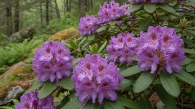 Catawba Rhododendron