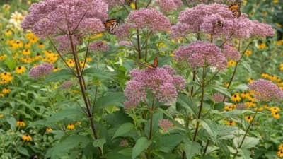 Joe Pye Weed
