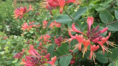 Coral Honeysuckle