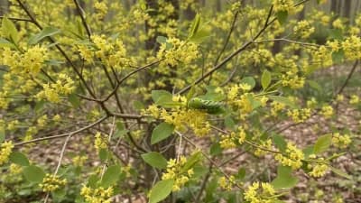Spicebush