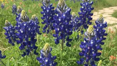 Texas Bluebonnet