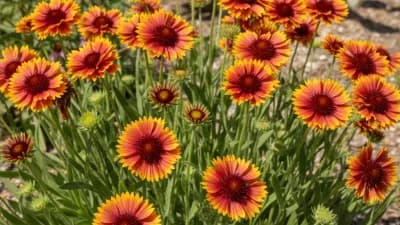 Indian Blanket