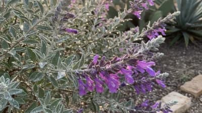 Texas Sage
